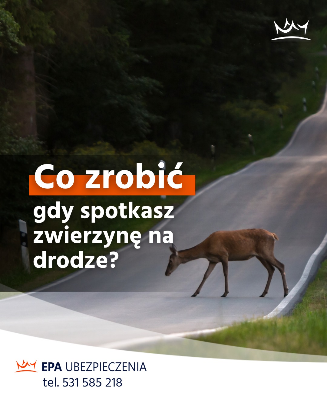 Ubezpieczenia komunikacyjne AC Pabianice - ochrona przed zderzeniem ze zwierzyną EPA